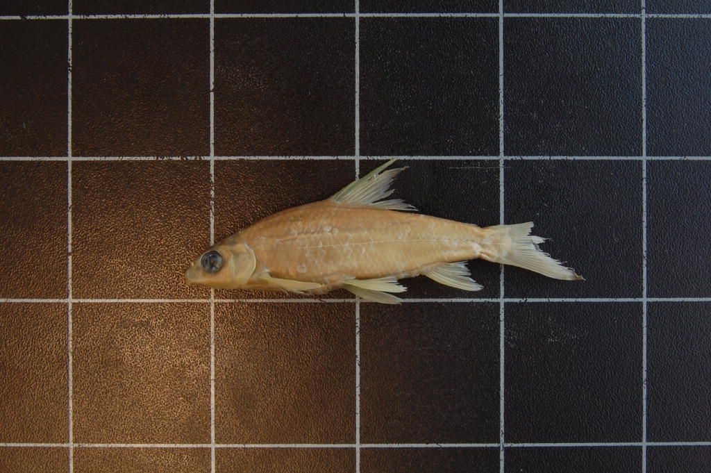 (Varicorhinus Rüppell, 1835) Род ХРАМУЛИ 37 видов